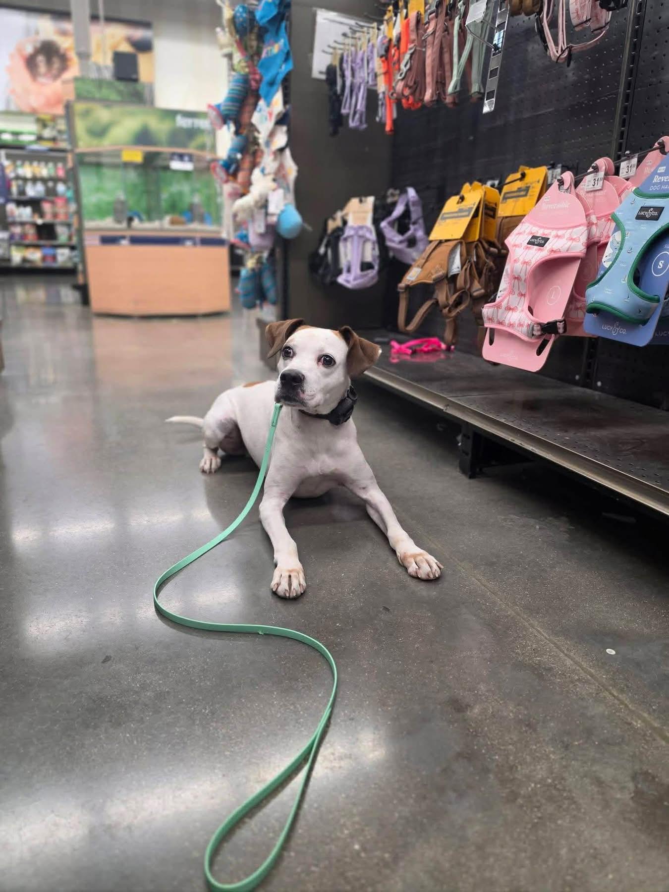Enlarge Gizmo, a Adoptable mixed breed in Louisville, KY image 6/6