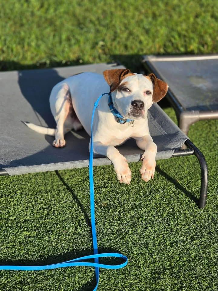 Enlarge Gizmo, a Adoptable mixed breed in Louisville, KY image 1/6
