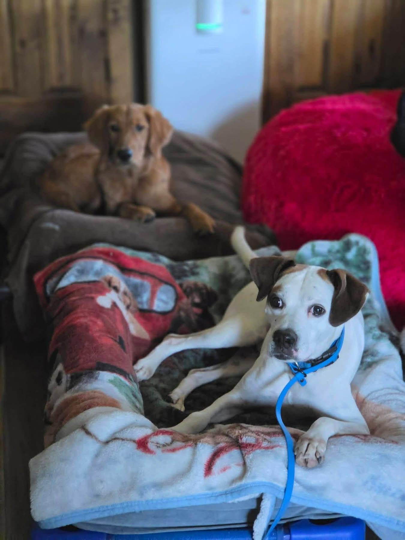 Enlarge Gizmo, a Adoptable mixed breed in Louisville, KY image 3/6