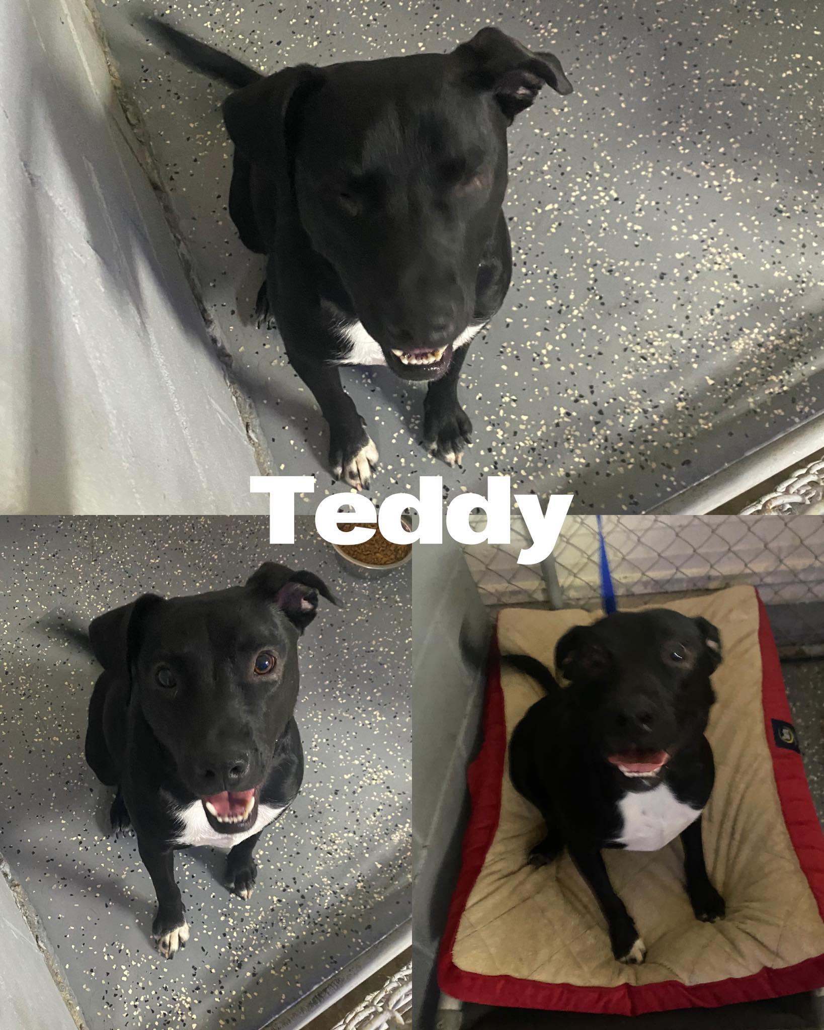 Teddy
