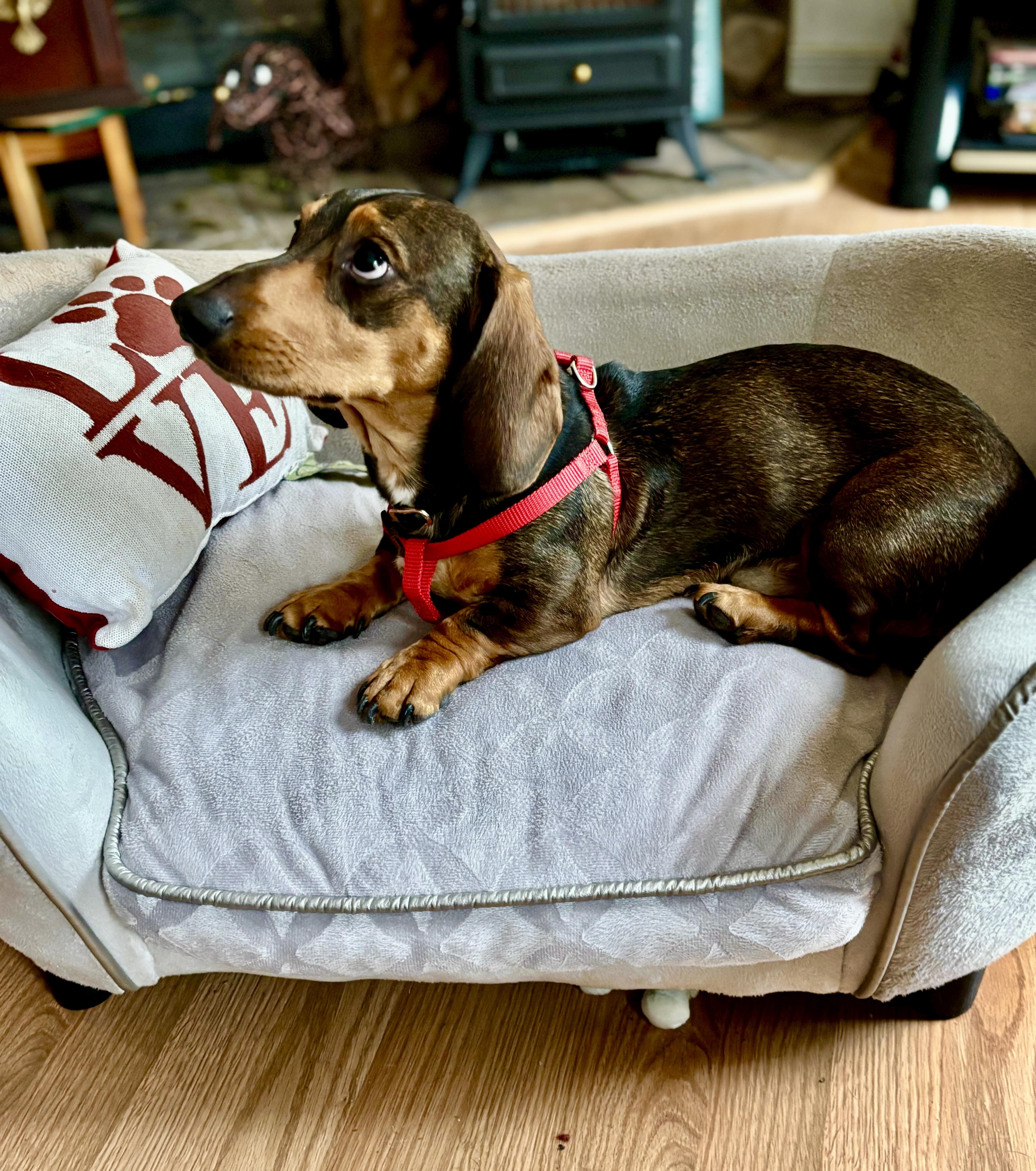 Enlarge Ralph, an adopted Dachshund in Portland, OR image 3/4