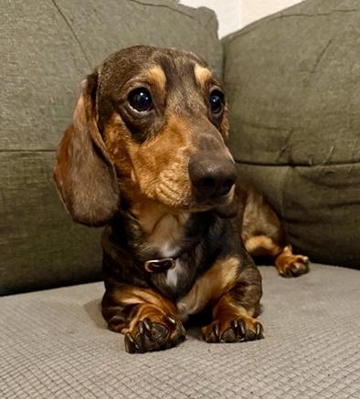 Enlarge Ralph, an adopted Dachshund in Portland, OR image 1/4