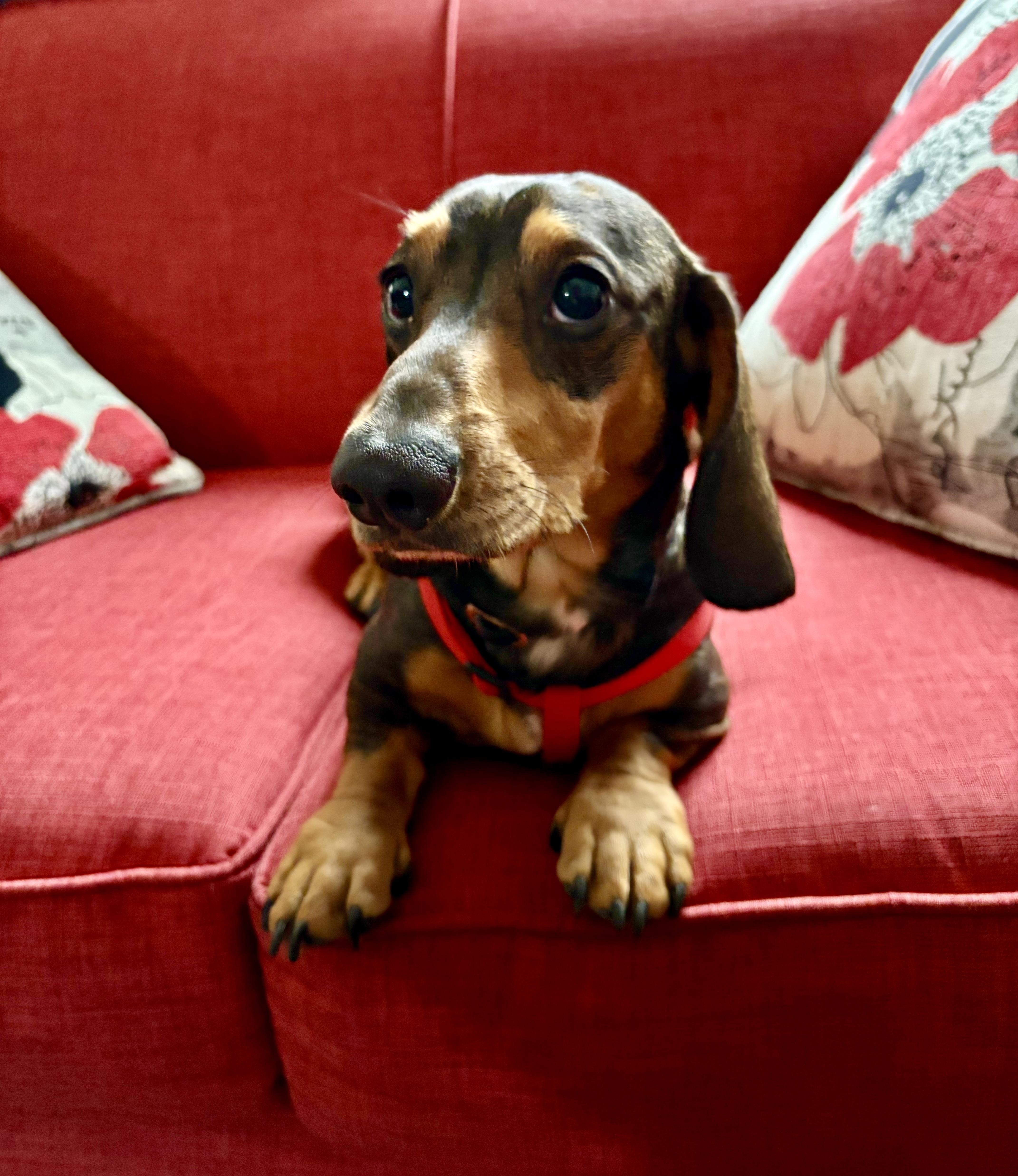 Enlarge Ralph, an adopted Dachshund in Portland, OR image 4/4