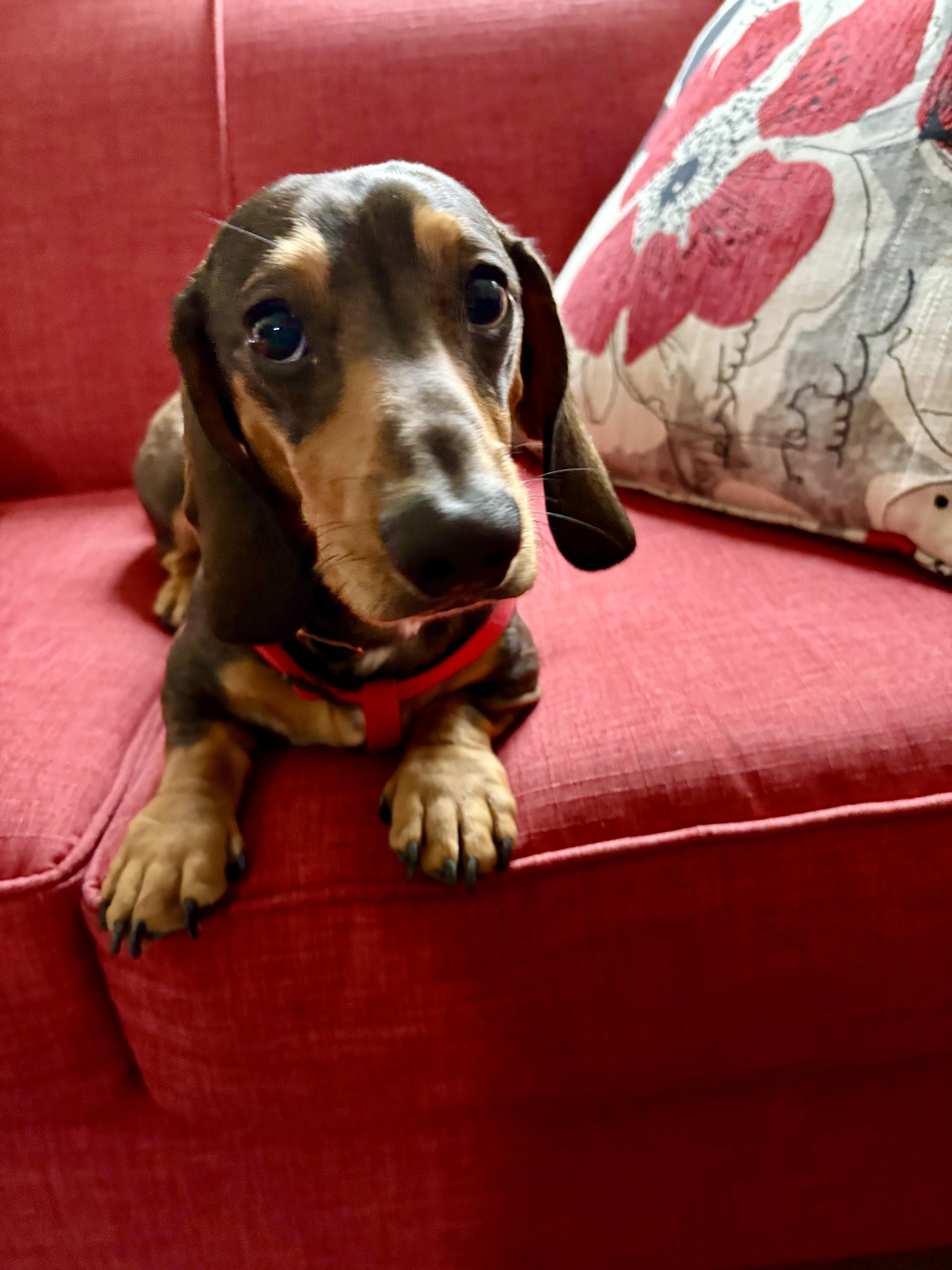 Enlarge Ralph, an adopted Dachshund in Portland, OR image 2/4