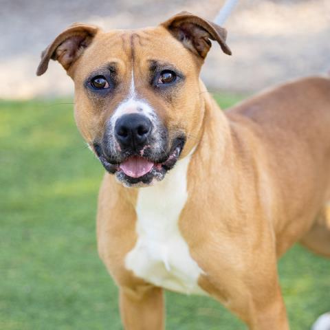 ALANI, Adoptable, Young Female Pit Bull Terrier.