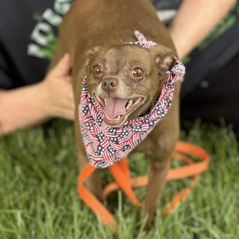 Enlarge Fudge, a Adoptable mixed breed in Sparta, NJ image 2/6