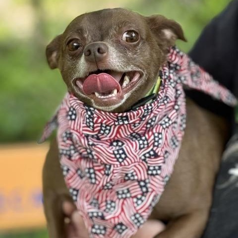 Fudge, Adult Male Chihuahua
