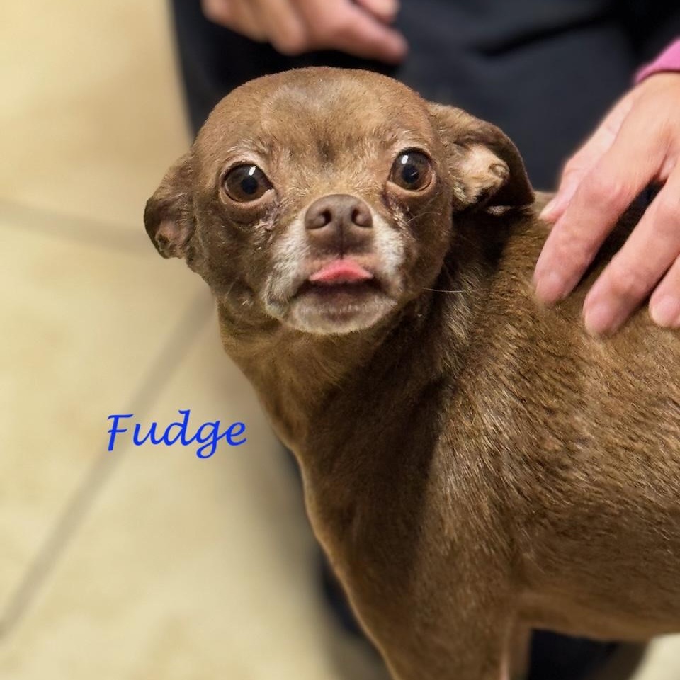 Fudge photo 6