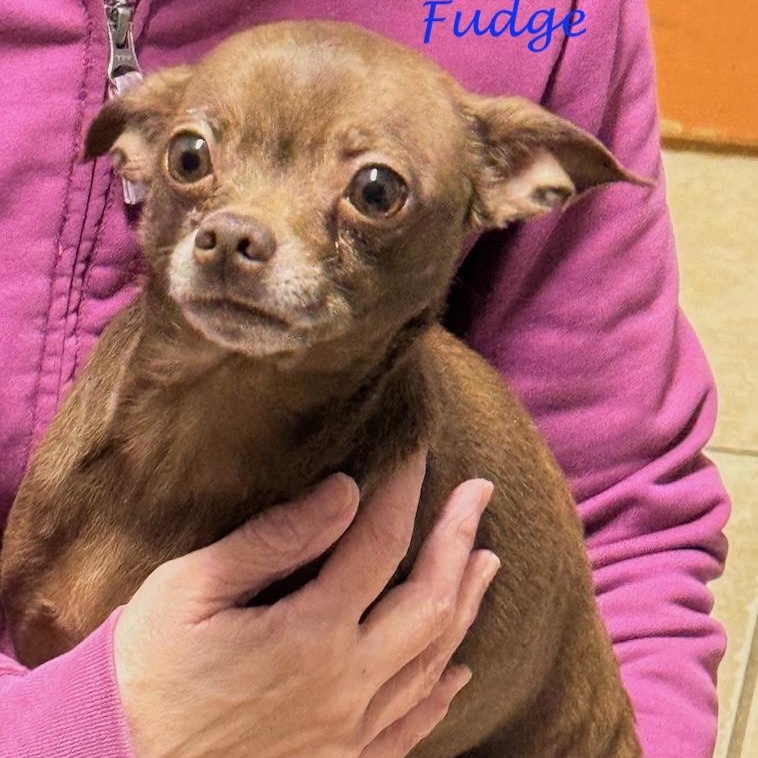 Enlarge Fudge, a Adoptable mixed breed in Sparta, NJ image 4/6