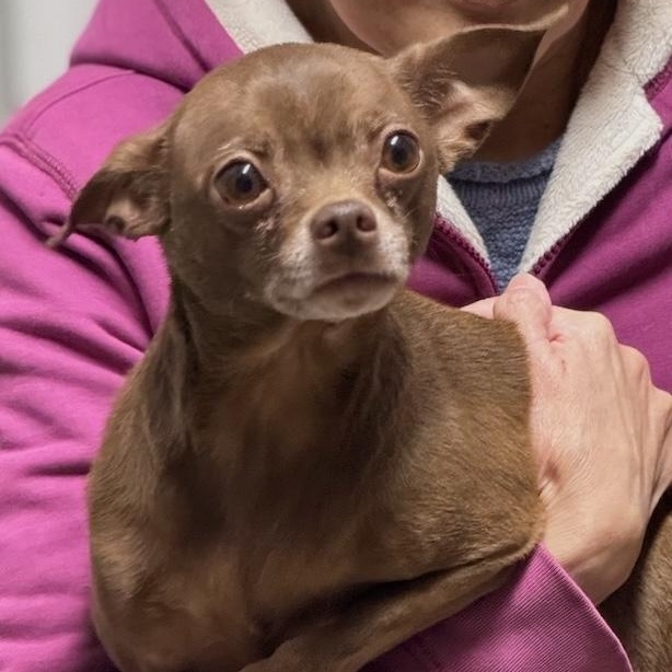 Enlarge Fudge, a Adoptable mixed breed in Sparta, NJ image 5/6