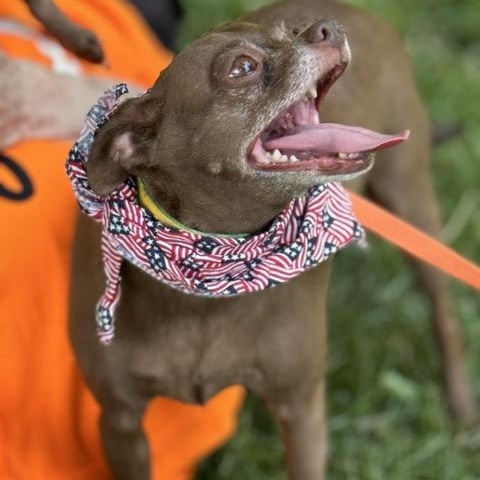 Enlarge Fudge, a Adoptable mixed breed in Sparta, NJ image 3/6