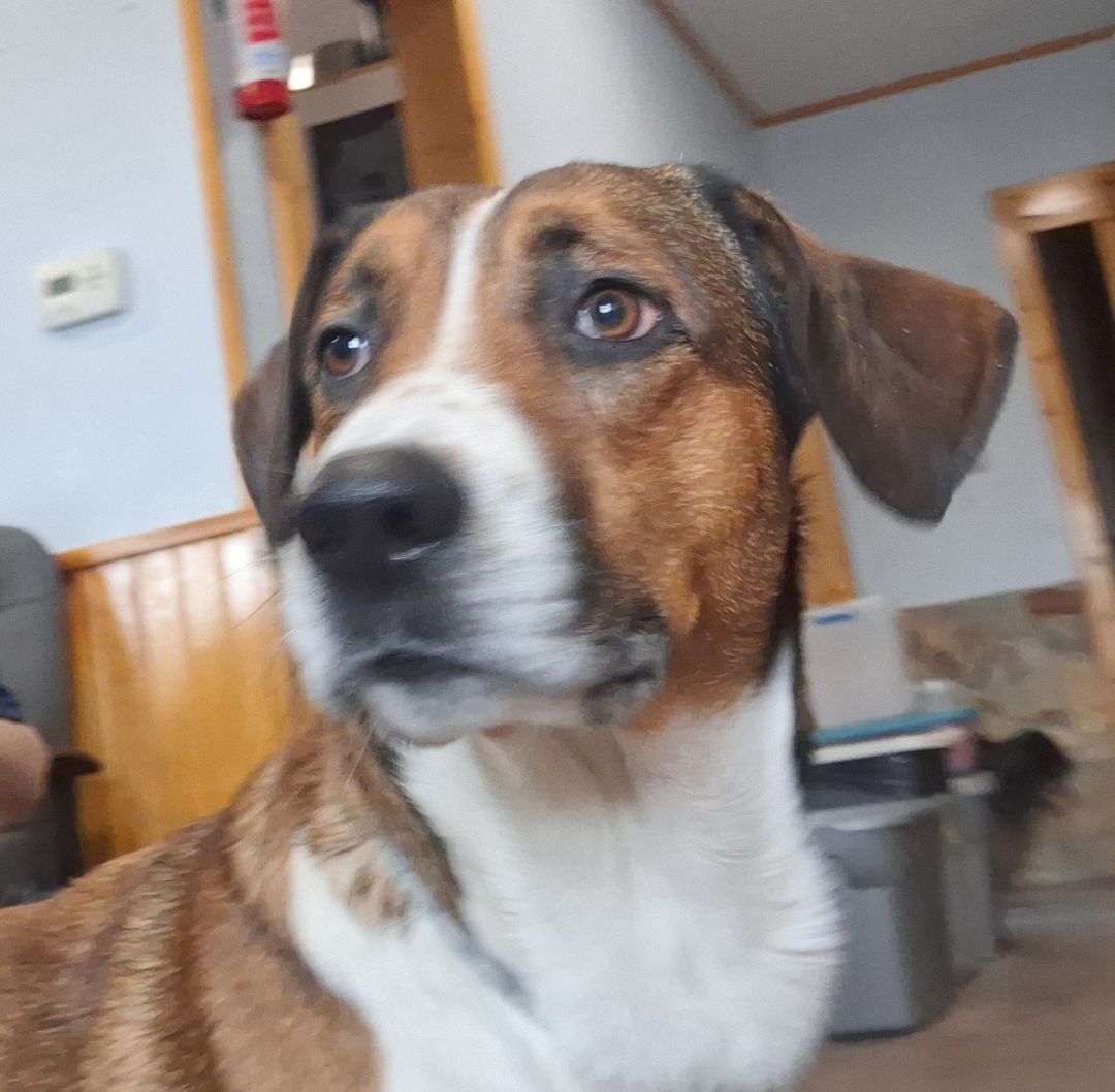 Dog for adoption Bear, a Hound Mix in Chappell, NE Petfinder