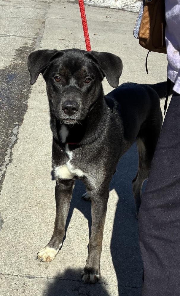 Enlarge AC Raven, a Adopted mixed breed in Fremont, NE image 1/1