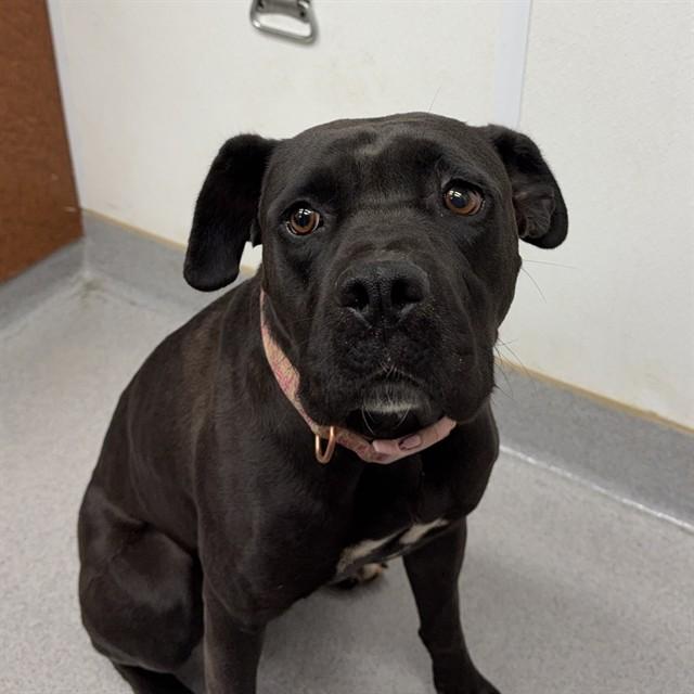 Enlarge SIRIA, a Adoptable mixed breed in Rancho Cucamonga, CA image 1/1