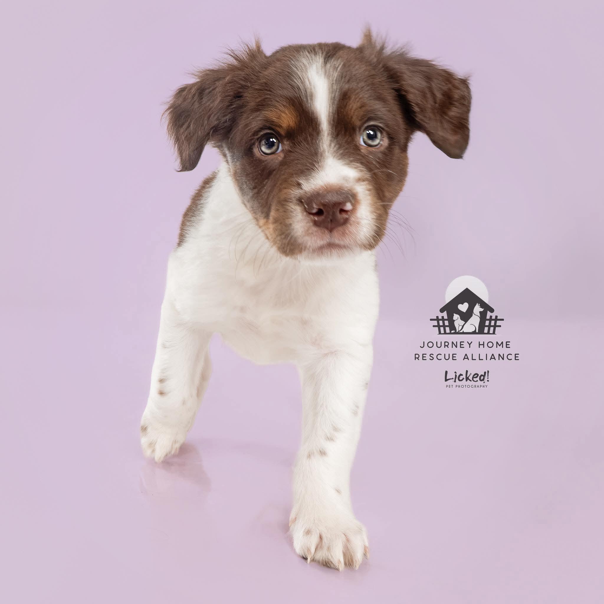 Maverick, ADOPTABLE, Puppy Male Spaniel & Mixed Breed.