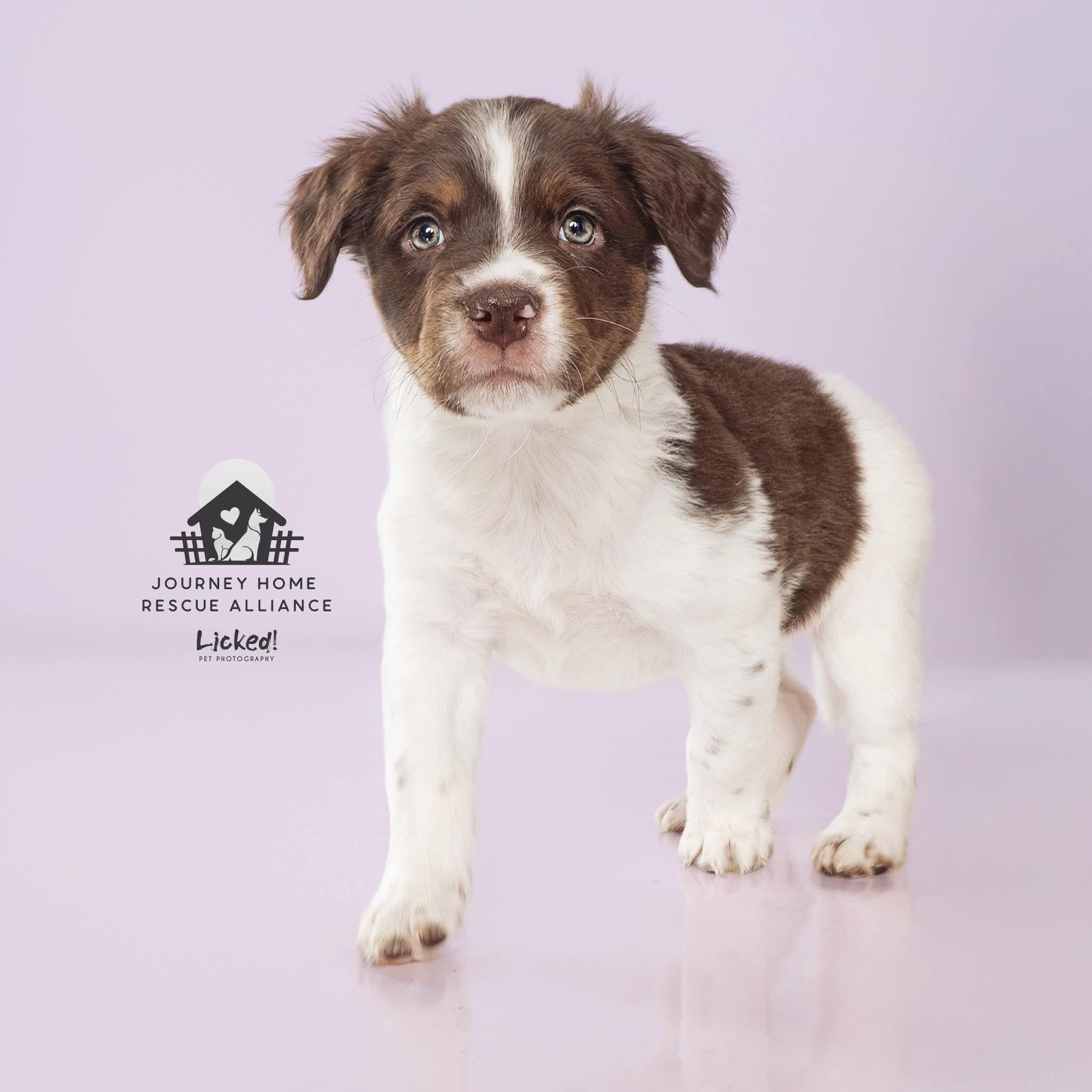 Enlarge Maverick, a ADOPTABLE mixed breed in Wando, SC image 2/2