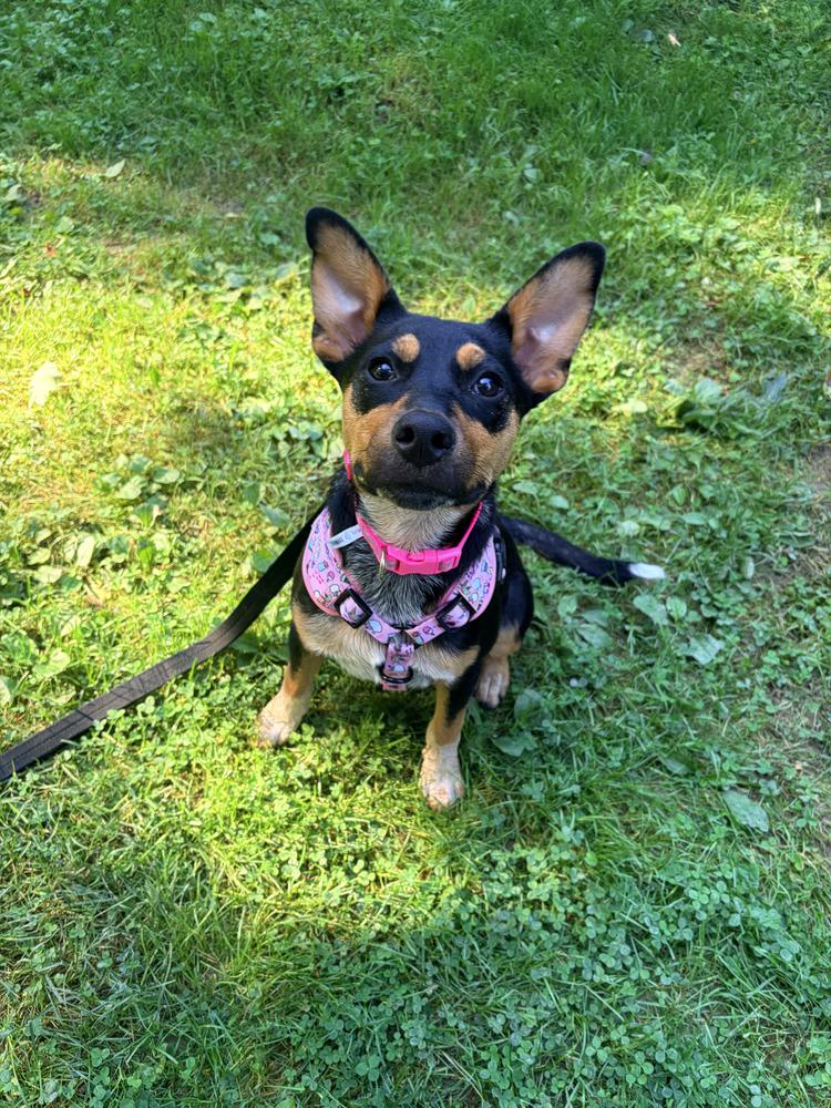 Enlarge Zeppelin (Rock Star Litter), a Adoptable mixed breed in Brewster , NY image 2/6