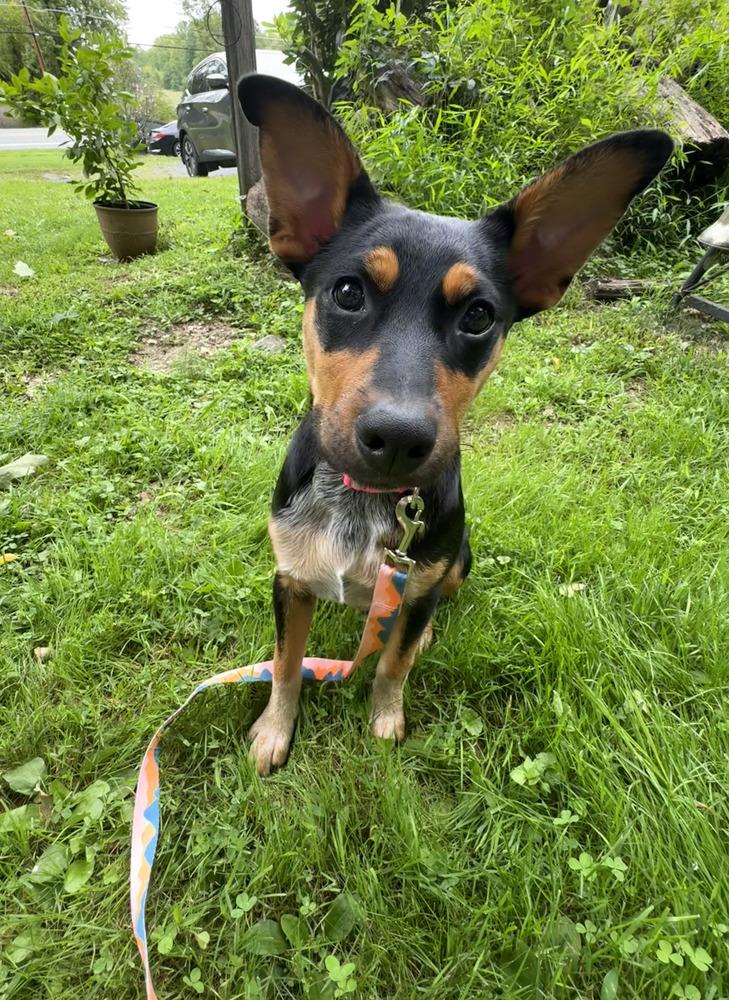 Enlarge Zeppelin (Rock Star Litter), a Adoptable mixed breed in Brewster , NY image 3/6