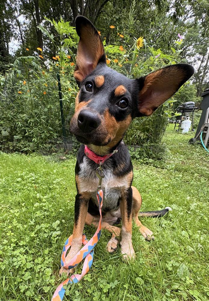 Enlarge Zeppelin (Rock Star Litter), a Adoptable mixed breed in Brewster , NY image 4/6