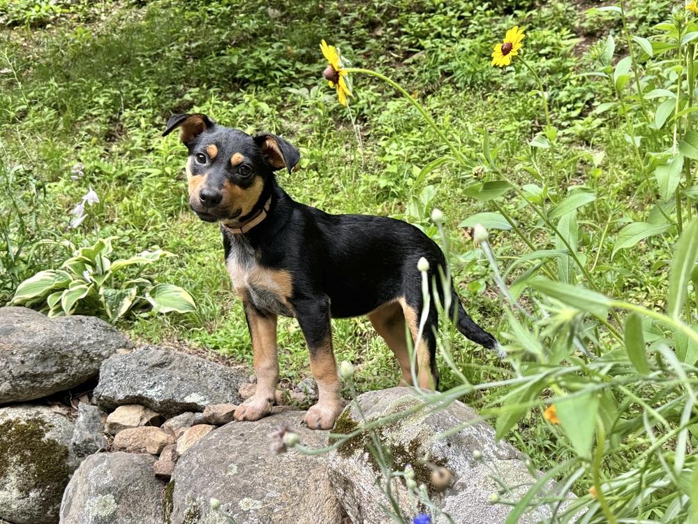 Enlarge Zeppelin (Rock Star Litter), a Adoptable mixed breed in Brewster , NY image 5/6