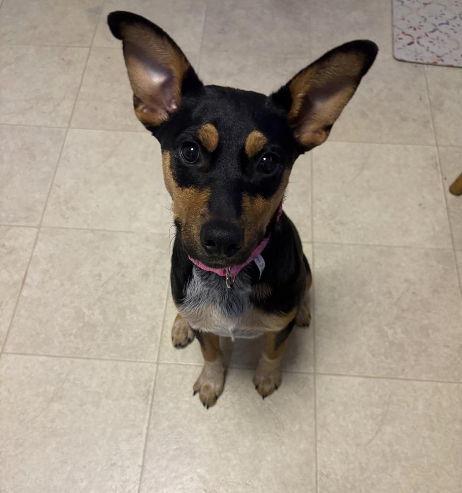 Enlarge Zeppelin (Rock Star Litter), a Adoptable mixed breed in Brewster , NY image 6/6