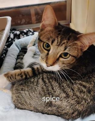 Enlarge Spice, a ADOPTABLE Domestic Short Hair in Williamsburg, VA image 1/1