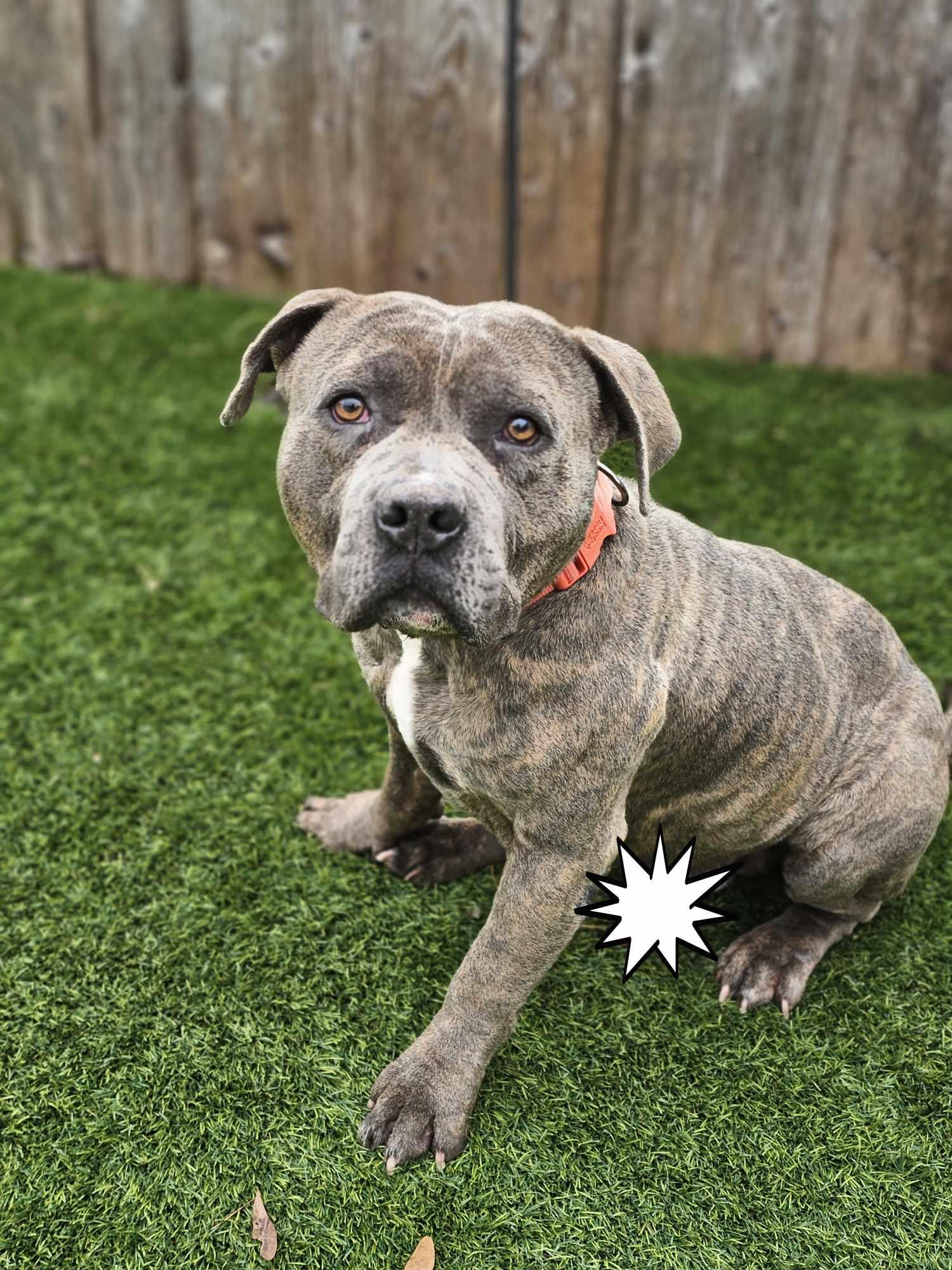 Enlarge Chance, a Adoptable mixed breed in New Milford, CT image 1/5