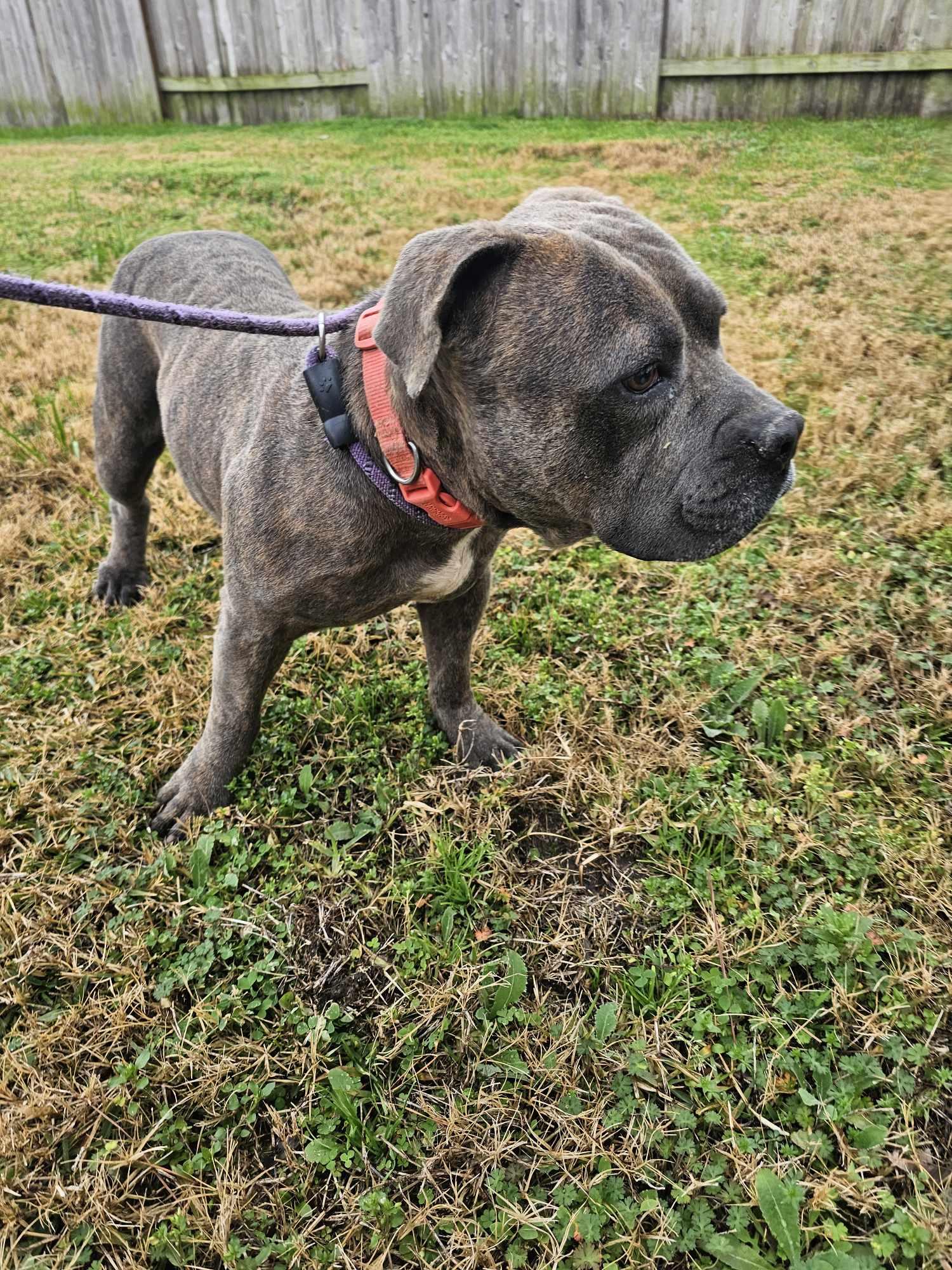 Enlarge Chance, a Adoptable mixed breed in New Milford, CT image 2/5