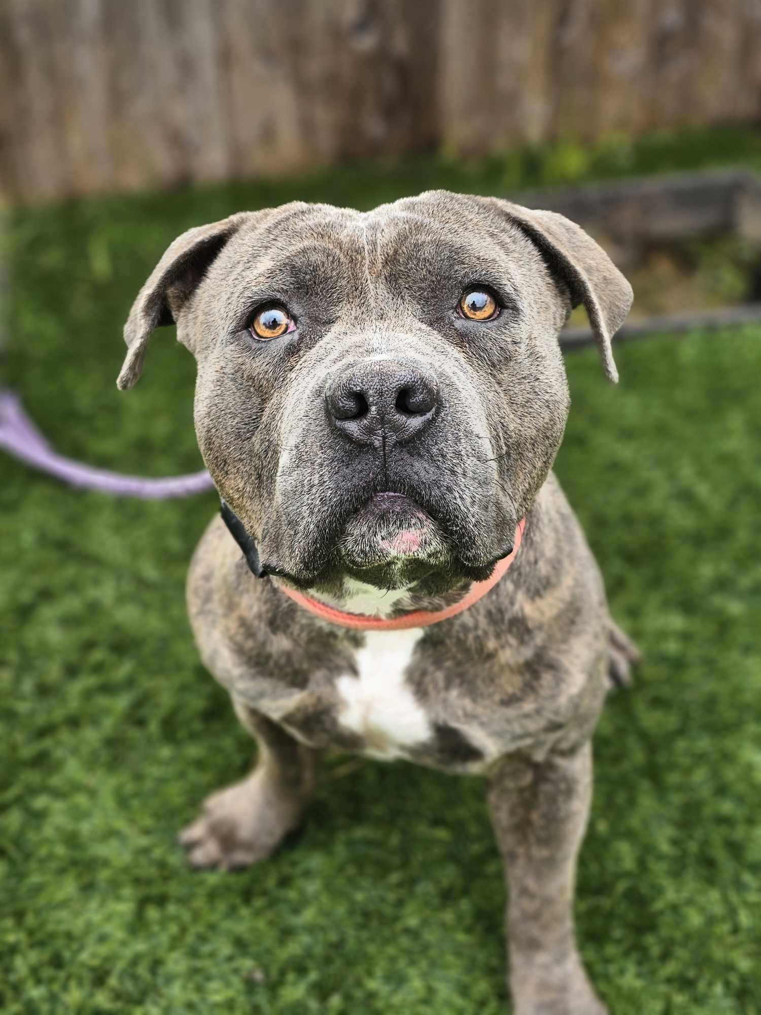 Chance, Adult Male unknown