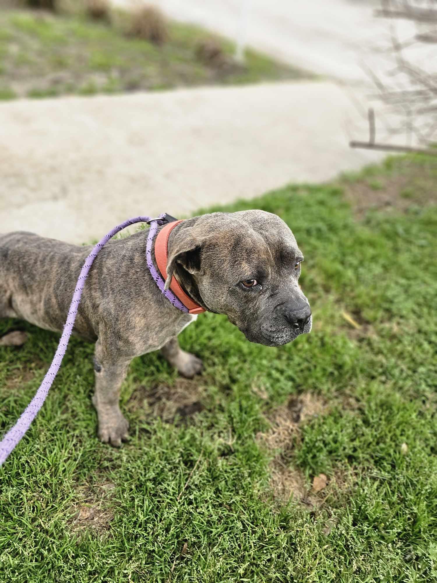 Enlarge Chance, a Adoptable mixed breed in New Milford, CT image 4/5