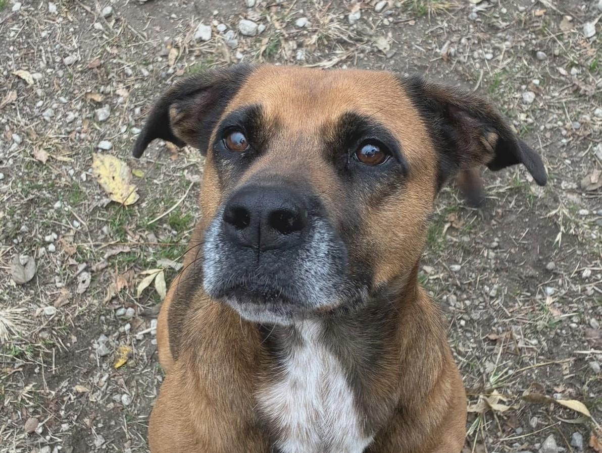 Stella, Adoptable, Adult Female Black Mouth Cur & Mixed Breed.