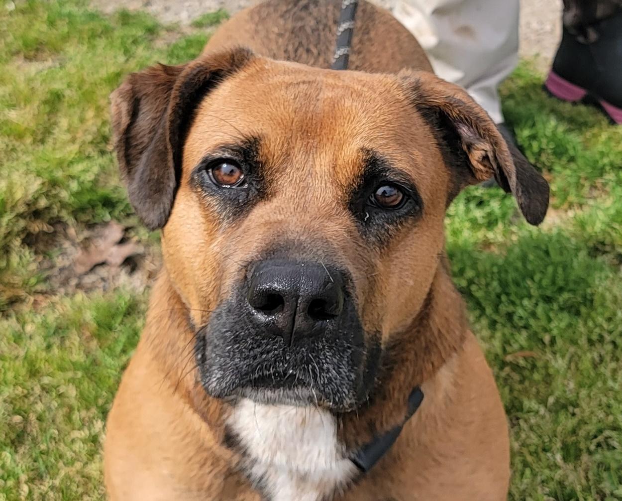 Stella, a Adoptable mixed breed in Anniston, AL image 3/7