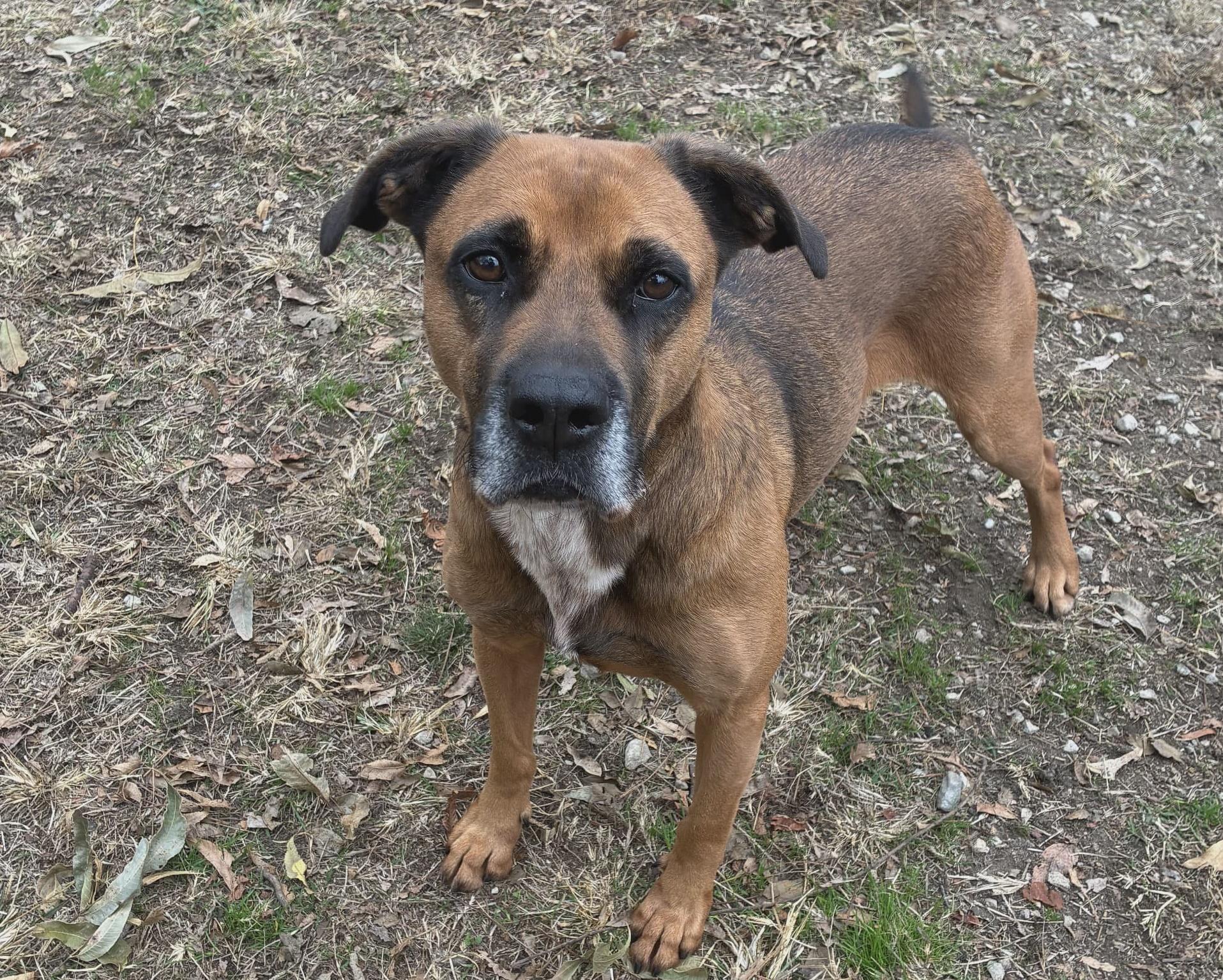 Enlarge Stella, a Adoptable mixed breed in Anniston, AL image 4/5