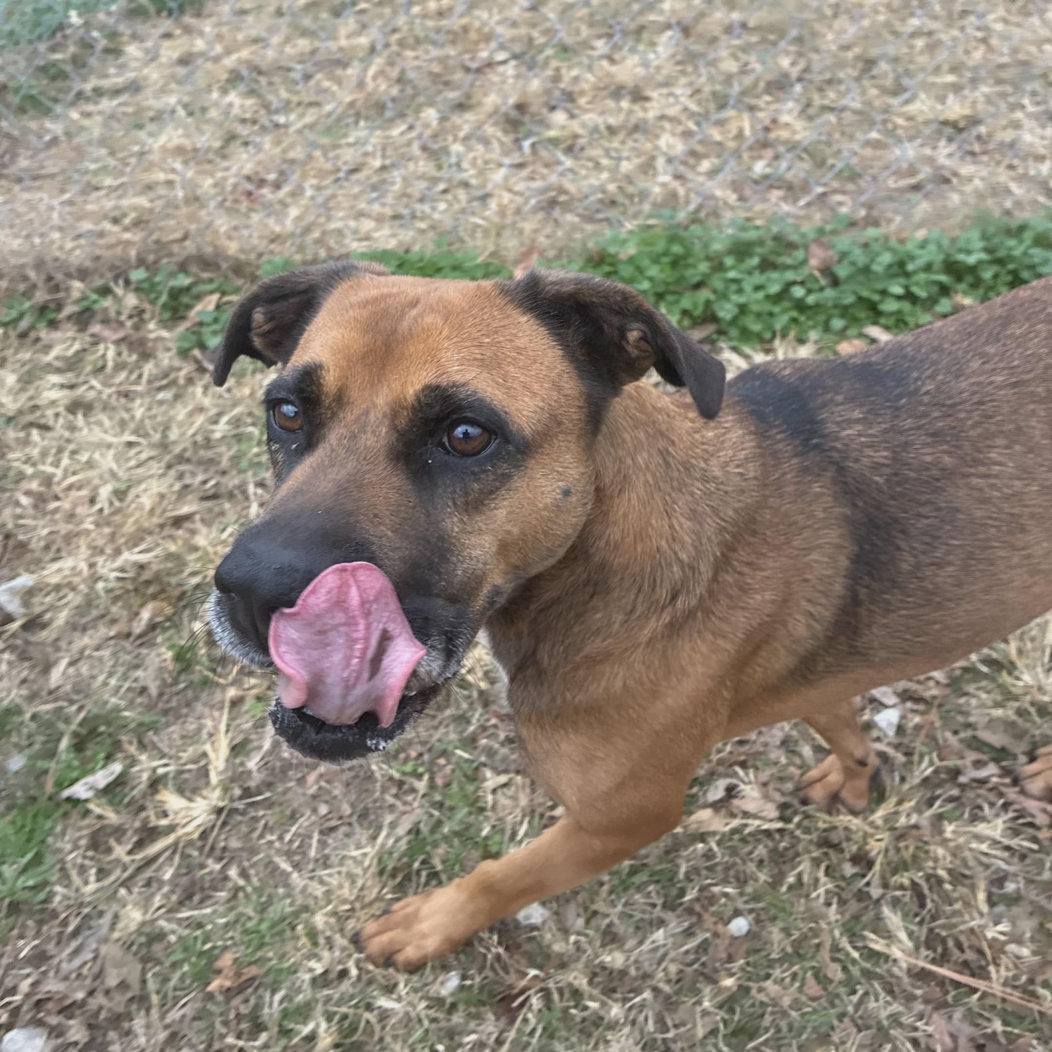 Enlarge Stella, a Adoptable mixed breed in Anniston, AL image 2/5