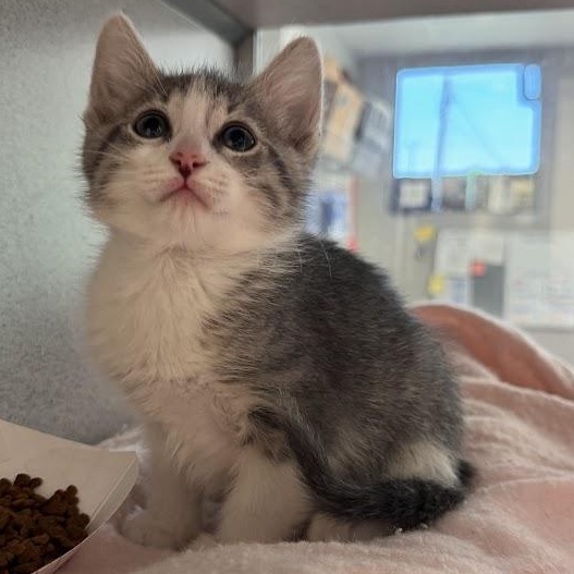 Dusty, an adopted Domestic Short Hair in Waterloo, IA image 1/3