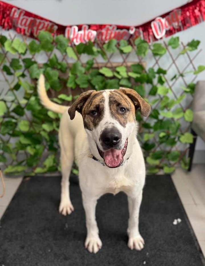 Max, a Adoptable mixed breed in Keswick, ON image 1/5