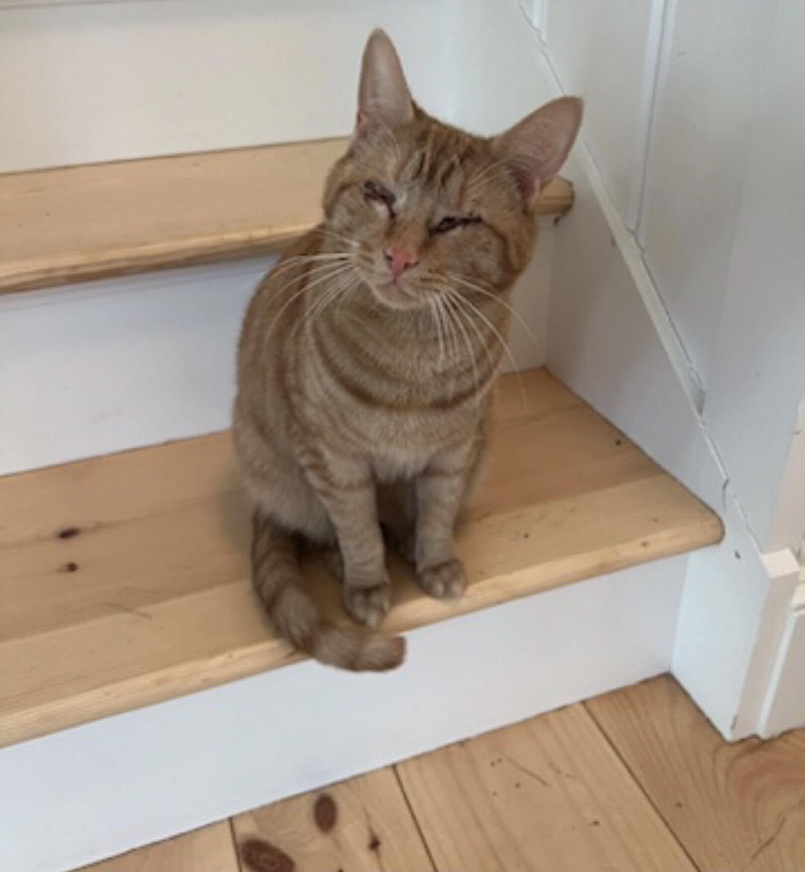 Ginger, ADOPTABLE, Young Female Domestic Short Hair.