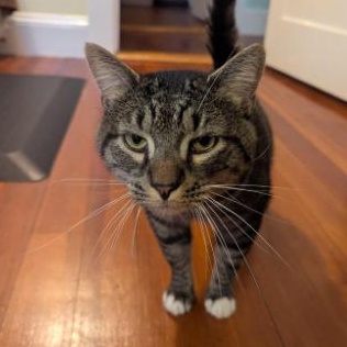 Warren, a Adoptable mixed breed in North Kingstown, RI image 4/6