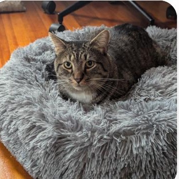 Warren, a Adoptable mixed breed in North Kingstown, RI image 5/6