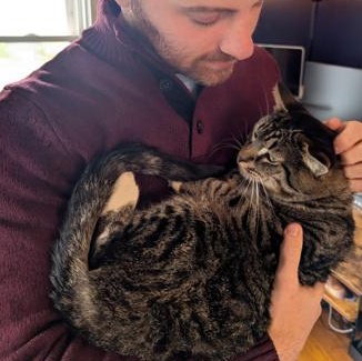 Warren, Adoptable, Adult Male Domestic Short Hair & Tiger.