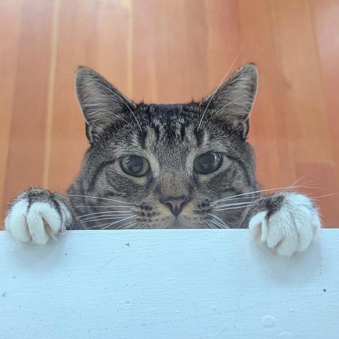 Warren, a Adoptable mixed breed in North Kingstown, RI image 2/6