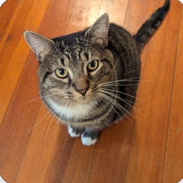 Warren, a Adoptable mixed breed in North Kingstown, RI image 6/6