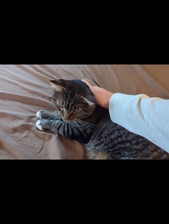 Enlarge Warren, a Adoptable mixed breed in North Kingstown, RI video 3/6