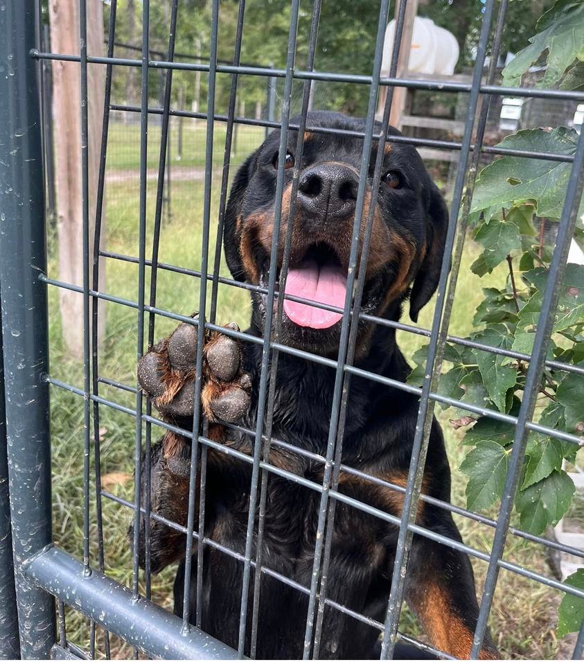 TIGA LILY, a Adoptable Rottweiler in Chapel Hill, NC image 2/2