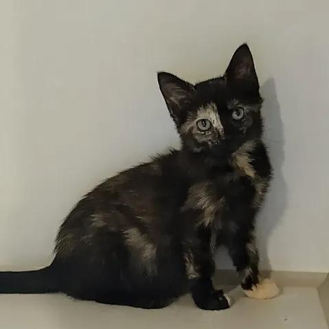 Daizy Dukes, adopted, Kitten Female Domestic Short Hair.