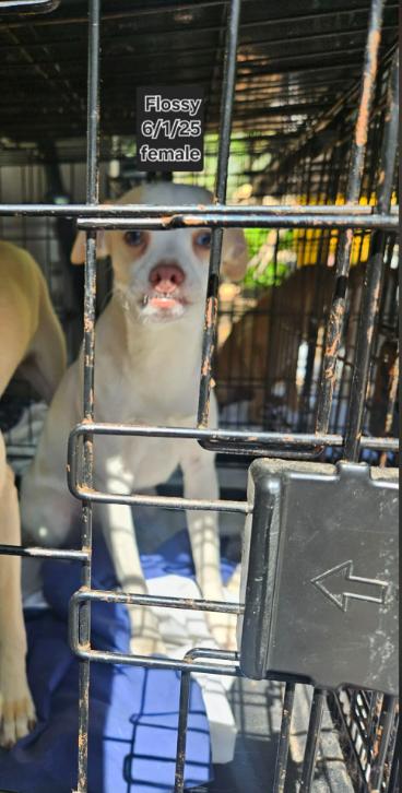 Flossy in LA, Adoptable, Puppy Female Chihuahua.