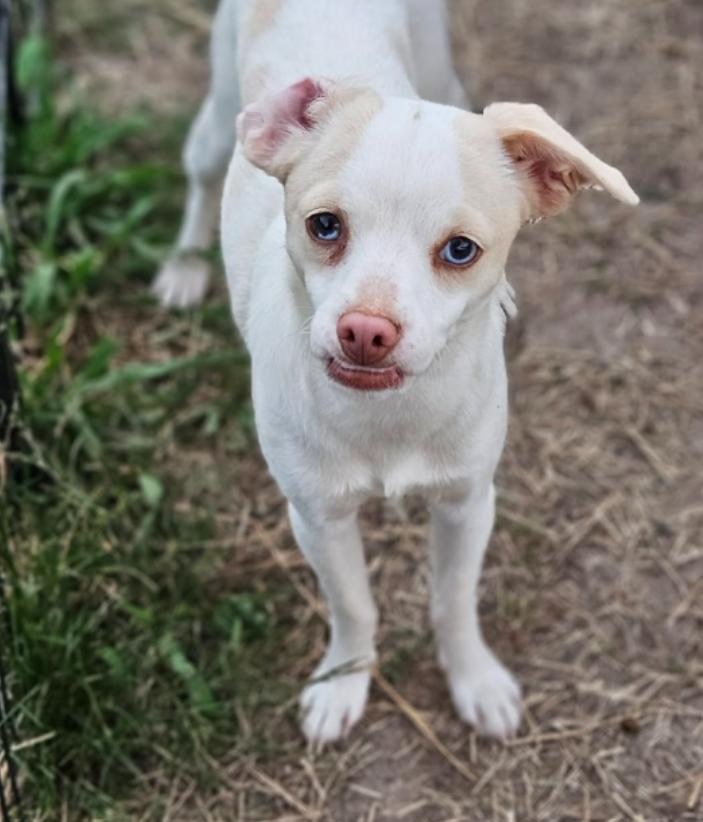 Flossy in RI, Adoptable, Puppy Female Chihuahua.