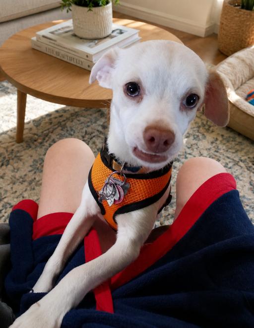 Flossy in RI, a Adoptable Chihuahua in Cranston, RI image 2/3