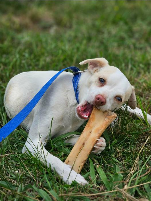 Flossy in RI, a Adoptable Chihuahua in Cranston, RI image 3/3