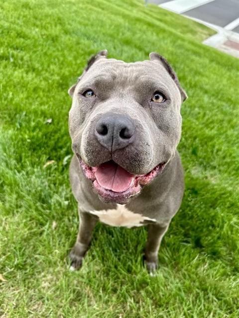 ZOE, Adoptable, Adult Female Staffordshire Bull Terrier.